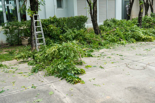  Youngtown, AZ Tree Removal Pros