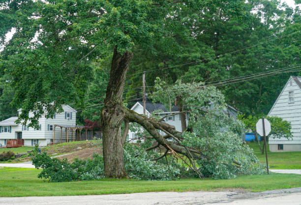 Professional Tree Removal in Youngtown, AZ