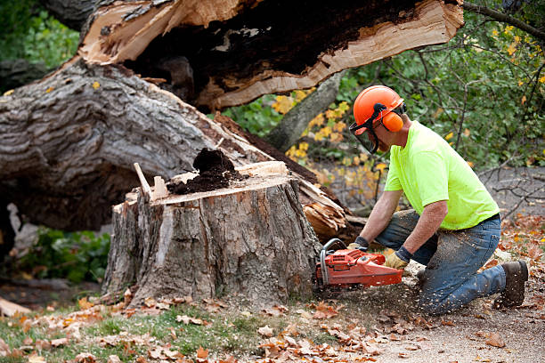 Best Leaf Removal  in Youngtown, AZ